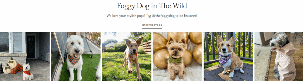 Foggy Dog Shopify Store Design Case Study-The Shopify Build Process-Enhancing the User Journey