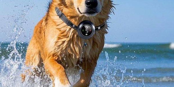🐶[Pet Tech Project｜Dog Training & Bark Control Collar Visuals Now Live] (3)